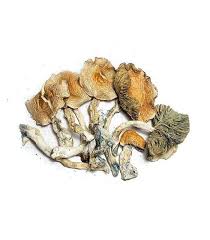 Buy Golden Teacher Grade A Mushroom